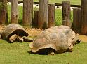 giant turtles